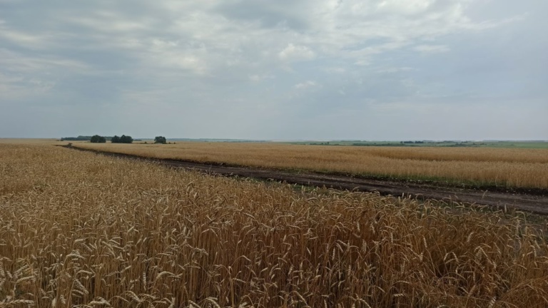 Озимая пшеница второго модельного поля
